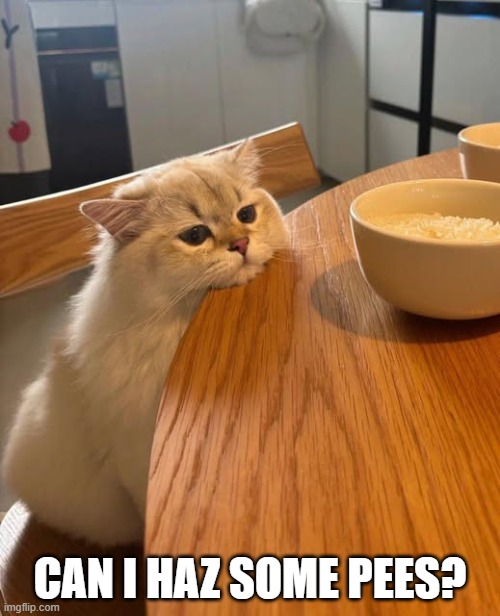 Hungry Cat | CAN I HAZ SOME PEES? | image tagged in cats | made w/ Imgflip meme maker
