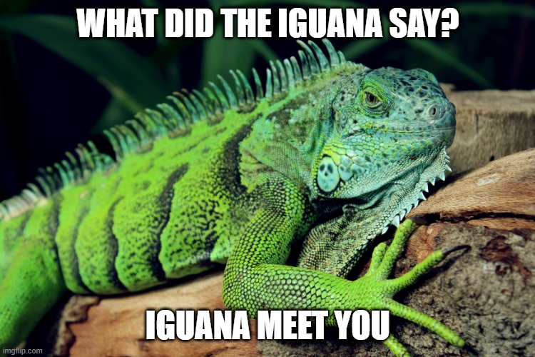 What did the iguana say? Iguana meet you | WHAT DID THE IGUANA SAY? IGUANA MEET YOU | image tagged in iguana | made w/ Imgflip meme maker
