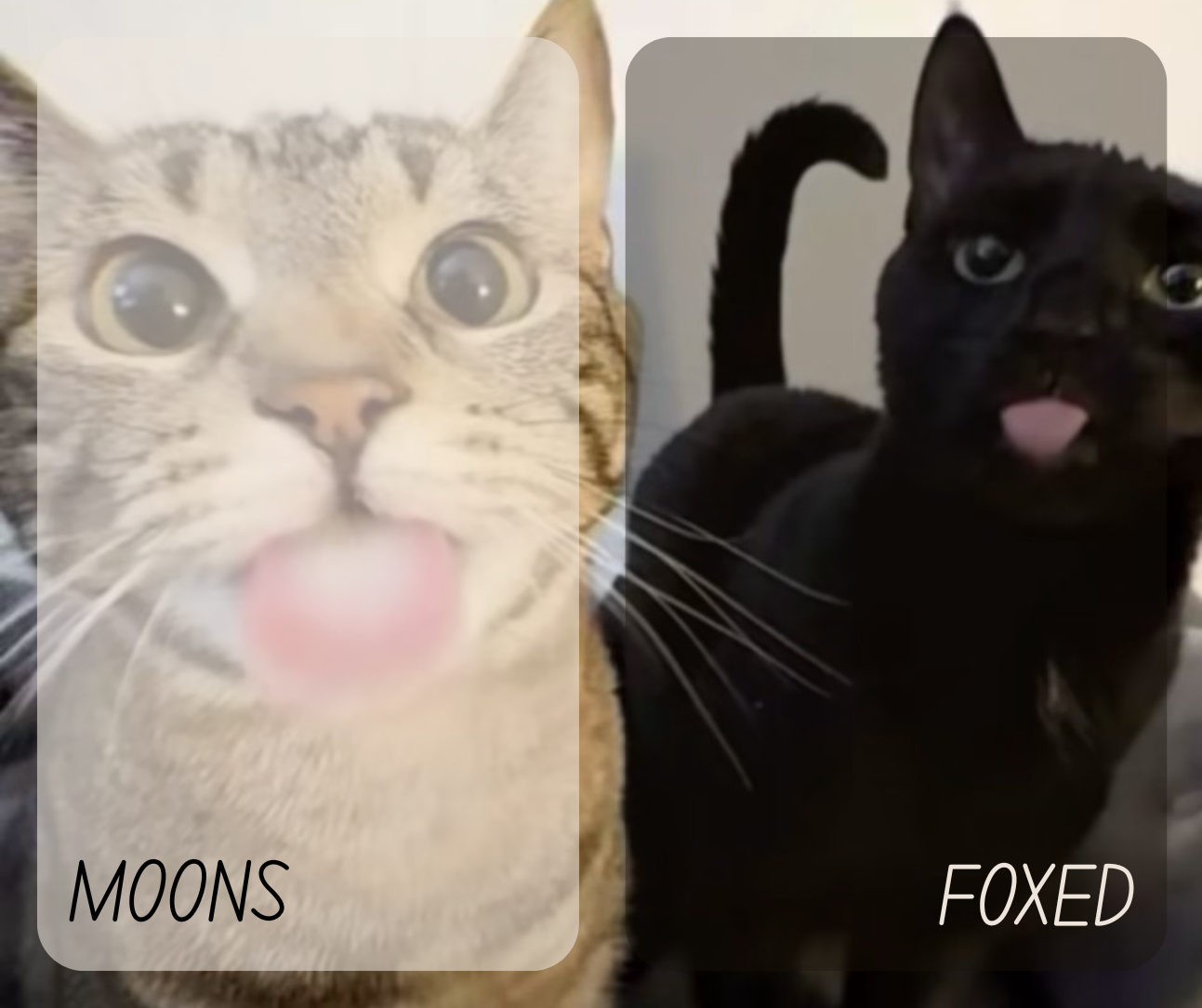 High Quality moons and foxed kitty temp Blank Meme Template