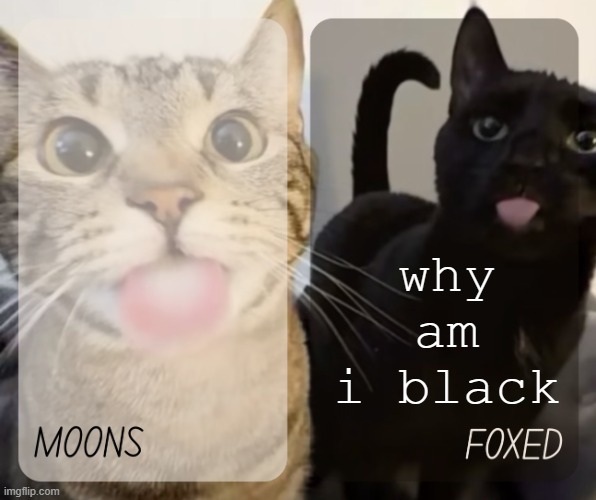 OMG YOU SAVED THE FONT FOR ME I LOVE YOU | why am i black | image tagged in moons and foxed kitty temp | made w/ Imgflip meme maker