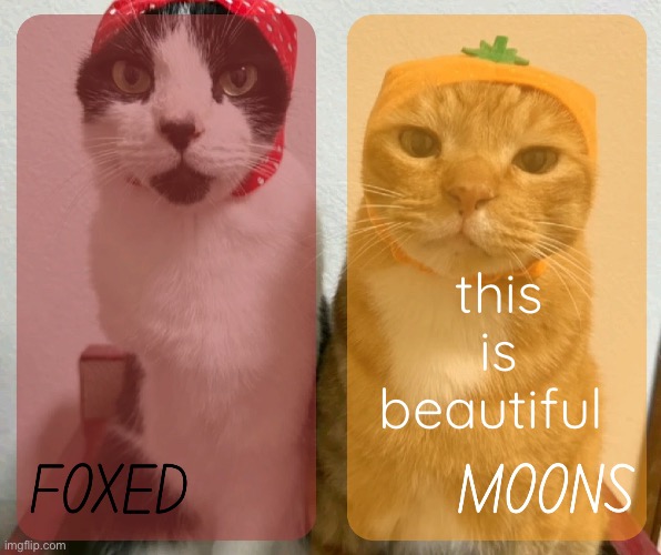 foxed and moons kitty temp 2 | this is beautiful | image tagged in foxed and moons kitty temp 2 | made w/ Imgflip meme maker