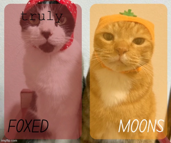 foxed and moons kitty temp 2 | truly | image tagged in foxed and moons kitty temp 2 | made w/ Imgflip meme maker