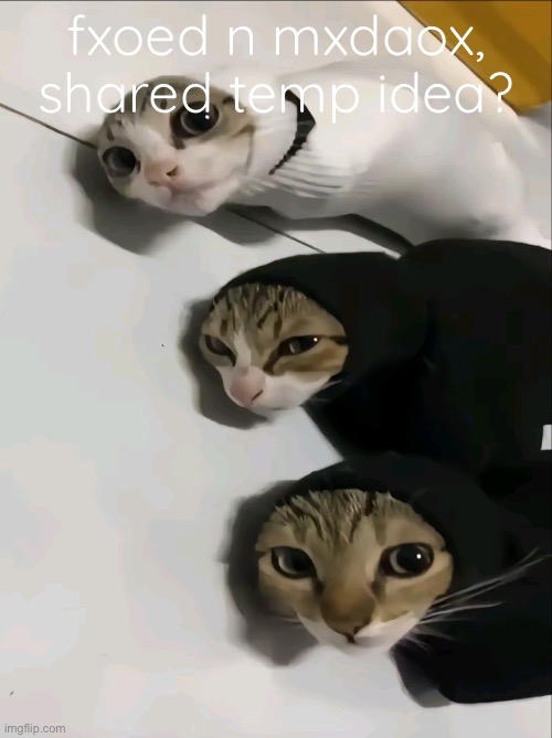 fxoed n mxdaox, shared temp idea? | made w/ Imgflip meme maker