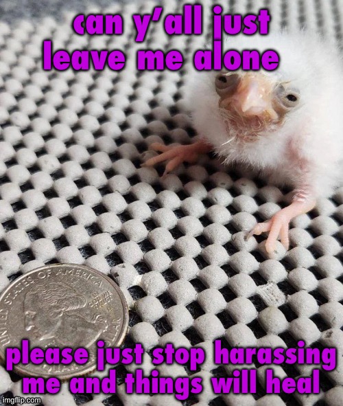 birb | can y’all just leave me alone; please just stop harassing me and things will heal | image tagged in birb | made w/ Imgflip meme maker