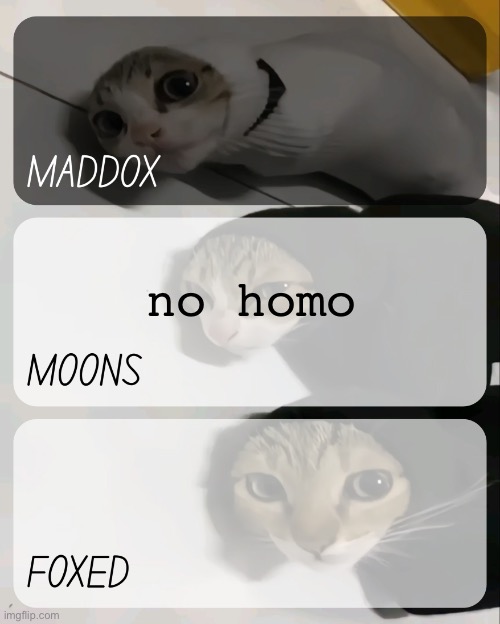 maddox, moons, n foxed kitty temp | no homo | image tagged in maddox moons n foxed kitty temp | made w/ Imgflip meme maker