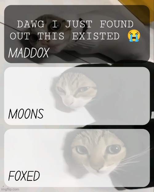 maddox, moons, n foxed kitty temp | DAWG I JUST FOUND OUT THIS EXISTED 😭 | image tagged in maddox moons n foxed kitty temp | made w/ Imgflip meme maker