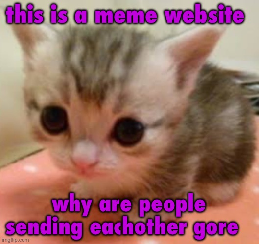 lil guy | this is a meme website; why are people sending eachother gore | image tagged in lil guy | made w/ Imgflip meme maker