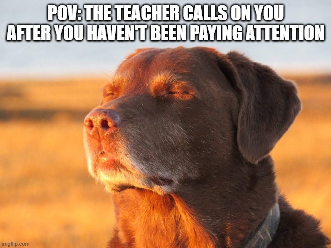 Cooked Student | POV: THE TEACHER CALLS ON YOU AFTER YOU HAVEN'T BEEN PAYING ATTENTION | image tagged in cooked dog | made w/ Imgflip meme maker