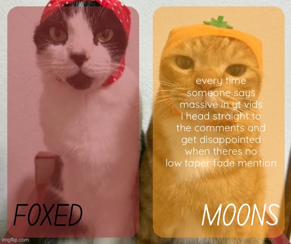 foxed and moons kitty temp 2 | every time someone says massive in yt vids i head straight to the comments and get disappointed when theres no low taper fade mention | image tagged in foxed and moons kitty temp 2 | made w/ Imgflip meme maker