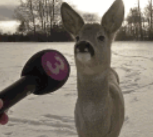 Deer interview Blank Meme Template