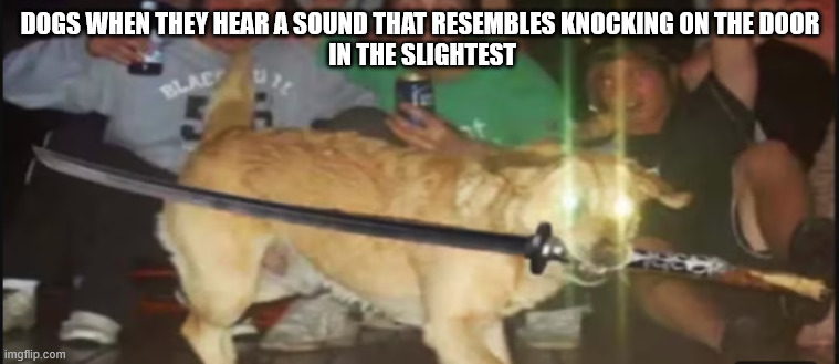 DOGS WHEN THEY HEAR A SOUND THAT RESEMBLES KNOCKING ON THE DOOR
 IN THE SLIGHTEST | made w/ Imgflip meme maker