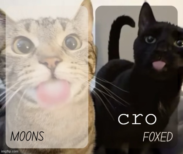 me and my silly associate linking up to do silly things | cro | image tagged in moons and foxed kitty temp | made w/ Imgflip meme maker