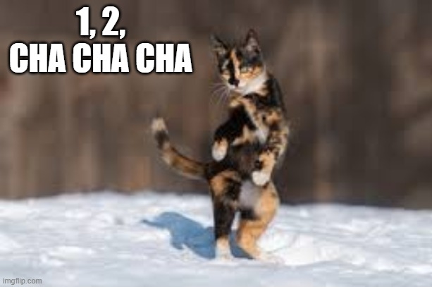 Cats love to dance. One, two, cha cha cha.     - funny - | 1, 2, CHA CHA CHA | image tagged in cats,funny,kittens,humor,dancing,funny cat meme | made w/ Imgflip meme maker
