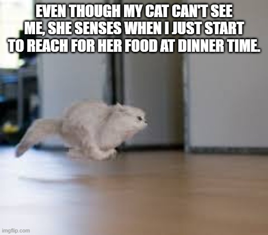 My cat can sense when I just start to reach for her can of cat food at dinner time. | EVEN THOUGH MY CAT CAN'T SEE ME, SHE SENSES WHEN I JUST START TO REACH FOR HER FOOD AT DINNER TIME. | image tagged in cats,funny,kittens,humor,dinner,food | made w/ Imgflip meme maker