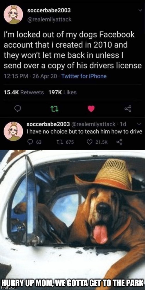 Driving dog | HURRY UP MOM, WE GOTTA GET TO THE PARK | image tagged in bloodhound,driving,dog,facebook,identity,profile | made w/ Imgflip meme maker