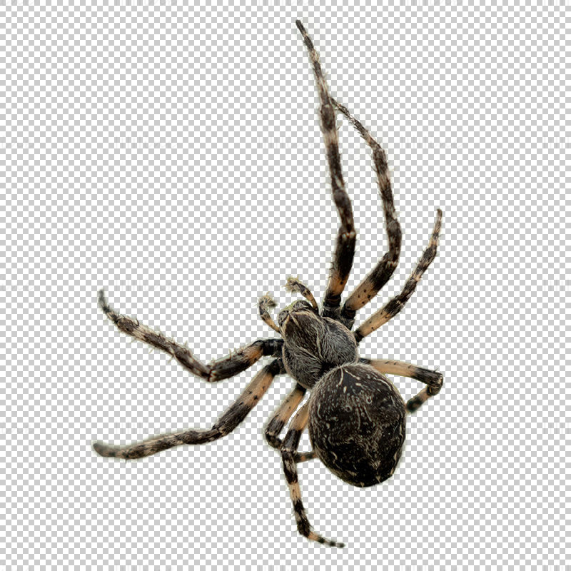 Spider Blank Meme Template