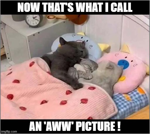 Just A Happy Family ! | NOW THAT'S WHAT I CALL; AN 'AWW' PICTURE ! | image tagged in cats,kitten,happy family,aww | made w/ Imgflip meme maker