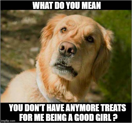 Just Look At That Face Of Disappointment ! | WHAT DO YOU MEAN; YOU DON'T HAVE ANYMORE TREATS
 FOR ME BEING A GOOD GIRL ? | image tagged in dogs,golden retriever,disappointent,treats | made w/ Imgflip meme maker