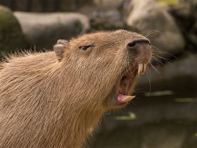 Capybara shout Blank Meme Template