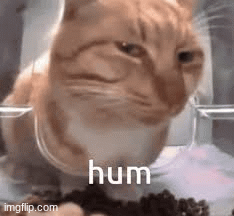 Want hum or Humis | image tagged in gifs,humis or hum | made w/ Imgflip images-to-gif maker