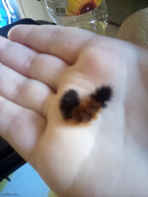Bear 15, the tiniest bear so far | made w/ Imgflip meme maker