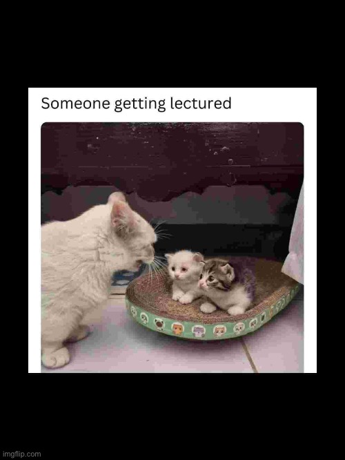 Meow | image tagged in memes,cat,meow | made w/ Imgflip meme maker