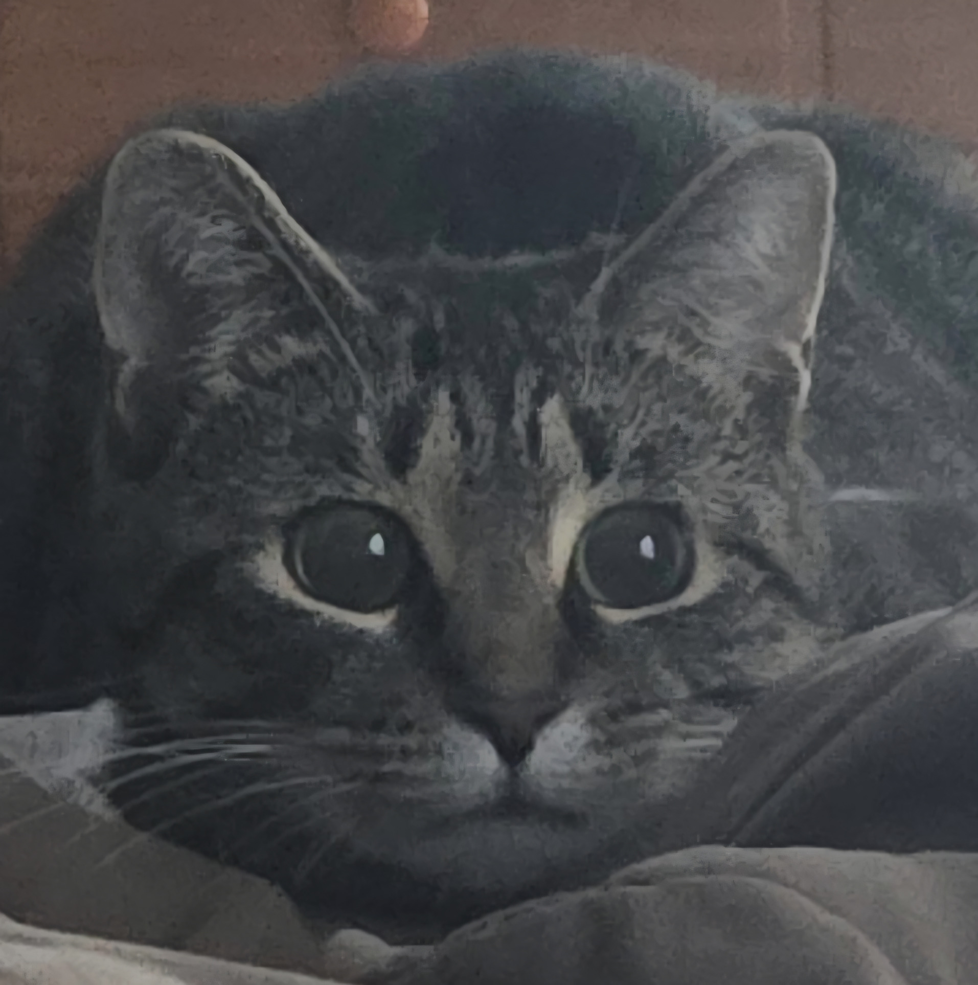 Sadie Cat Blank Meme Template