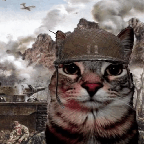 High Quality War cat Blank Meme Template