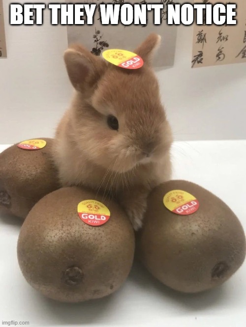 Hidden Bunny | BET THEY WON'T NOTICE | image tagged in bunnies | made w/ Imgflip meme maker