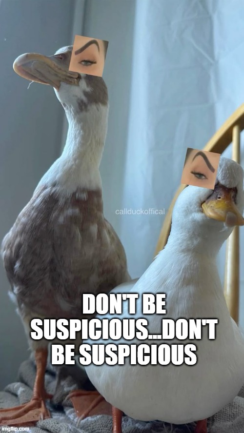 Quackspicious | DON'T BE SUSPICIOUS...DON'T BE SUSPICIOUS | image tagged in ducks | made w/ Imgflip meme maker