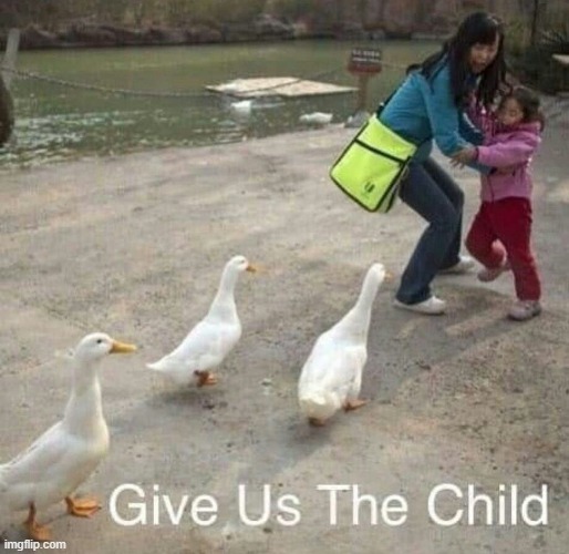 Duck Demand | image tagged in ducks | made w/ Imgflip meme maker