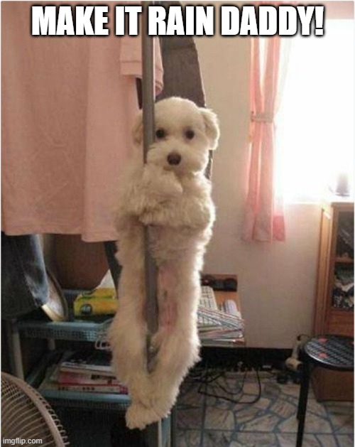 Pole Dog | MAKE IT RAIN DADDY! | image tagged in dogs | made w/ Imgflip meme maker
