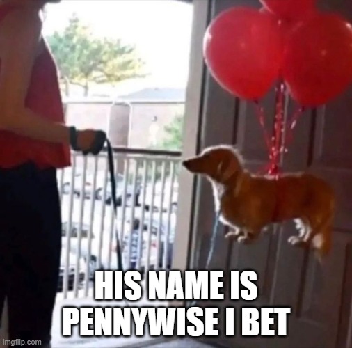 Pennywise | HIS NAME IS PENNYWISE I BET | image tagged in dogs | made w/ Imgflip meme maker