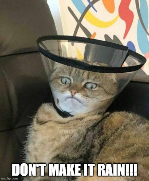 Cone Cat | DON'T MAKE IT RAIN!!! | image tagged in cats | made w/ Imgflip meme maker
