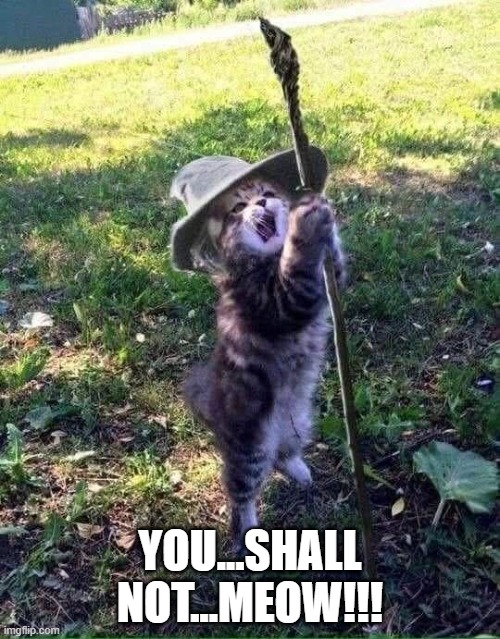 Catdalf | YOU...SHALL NOT...MEOW!!! | image tagged in cats | made w/ Imgflip meme maker