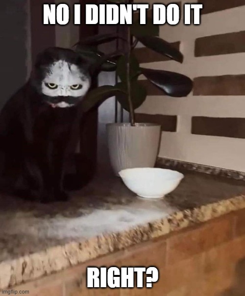 Scary Cat | NO I DIDN'T DO IT; RIGHT? | image tagged in cats | made w/ Imgflip meme maker