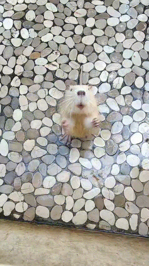 begging beaver Blank Meme Template