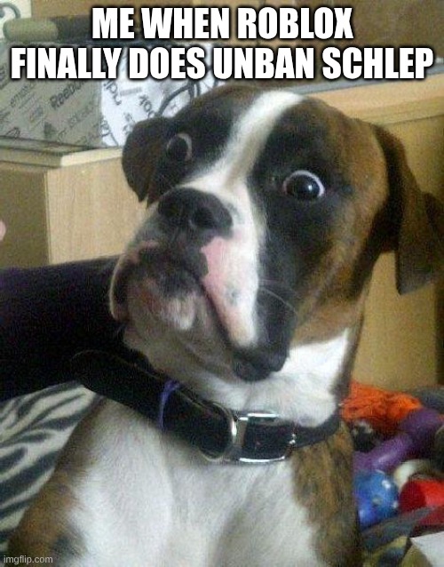 not yet!!!! | ME WHEN ROBLOX FINALLY DOES UNBAN SCHLEP | image tagged in surprised dog | made w/ Imgflip meme maker