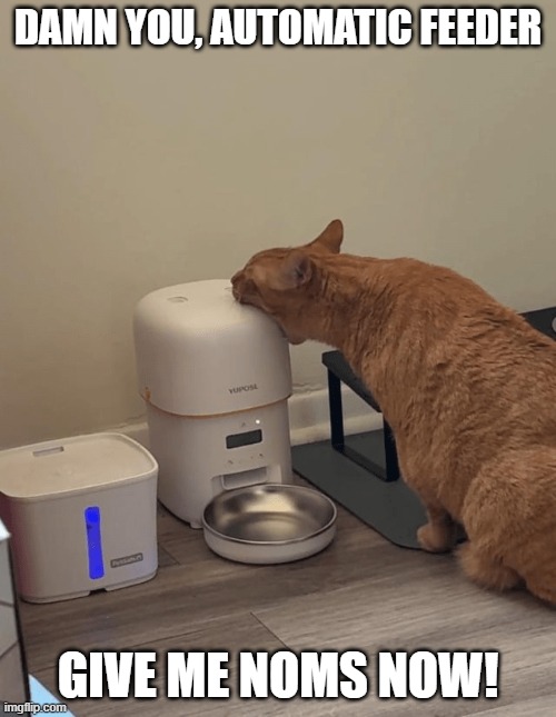 Giving "automatic feeder" a whole new meaning | DAMN YOU, AUTOMATIC FEEDER; GIVE ME NOMS NOW! | image tagged in cats,funny,automatic feeder,diet,orange cat behavior | made w/ Imgflip meme maker
