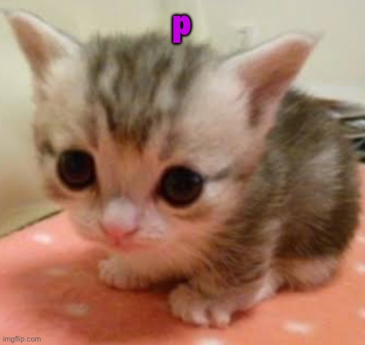 p | p | image tagged in lil guy | made w/ Imgflip meme maker