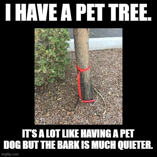 Pet Tree | I HAVE A PET TREE. IT’S A LOT LIKE HAVING A PET DOG BUT THE BARK IS MUCH QUIETER. | image tagged in black square,tree,pun,pets | made w/ Imgflip meme maker