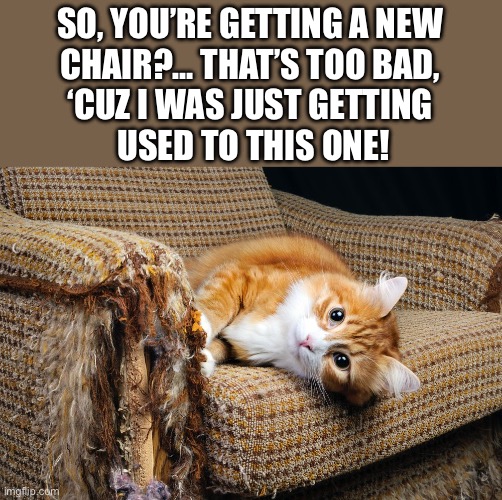 He’s more than willing to break in the new chair… | SO, YOU’RE GETTING A NEW 
CHAIR?… THAT’S TOO BAD, 
‘CUZ I WAS JUST GETTING 
USED TO THIS ONE! | image tagged in cats,chair,scratching post,bad kitty,just getting used to it | made w/ Imgflip meme maker
