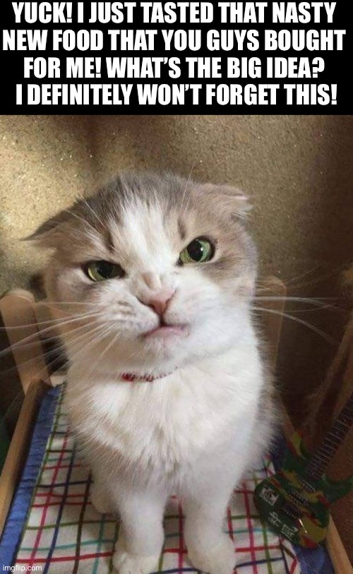 He’s notorious for holding a grudge… | YUCK! I JUST TASTED THAT NASTY 
NEW FOOD THAT YOU GUYS BOUGHT 
FOR ME! WHAT’S THE BIG IDEA? 
I DEFINITELY WON’T FORGET THIS! | image tagged in cats,yuck,bad food,i wont forget,angry cat | made w/ Imgflip meme maker