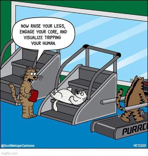 You’ve got to put the work in to see the results… | image tagged in cats,comics,gym,personal trainer | made w/ Imgflip meme maker