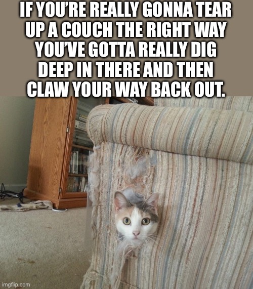 He’s an expert at destructive behavior… | IF YOU’RE REALLY GONNA TEAR 
UP A COUCH THE RIGHT WAY 
YOU’VE GOTTA REALLY DIG 
DEEP IN THERE AND THEN 
CLAW YOUR WAY BACK OUT. | image tagged in cats,couch,destruction,rip and tear | made w/ Imgflip meme maker