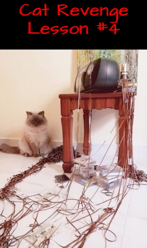 Revenge Lesson 4 | Cat Revenge Lesson #4 | image tagged in cats,funny cat memes,revenge,evil overlord rules,life lessons,owned | made w/ Imgflip meme maker