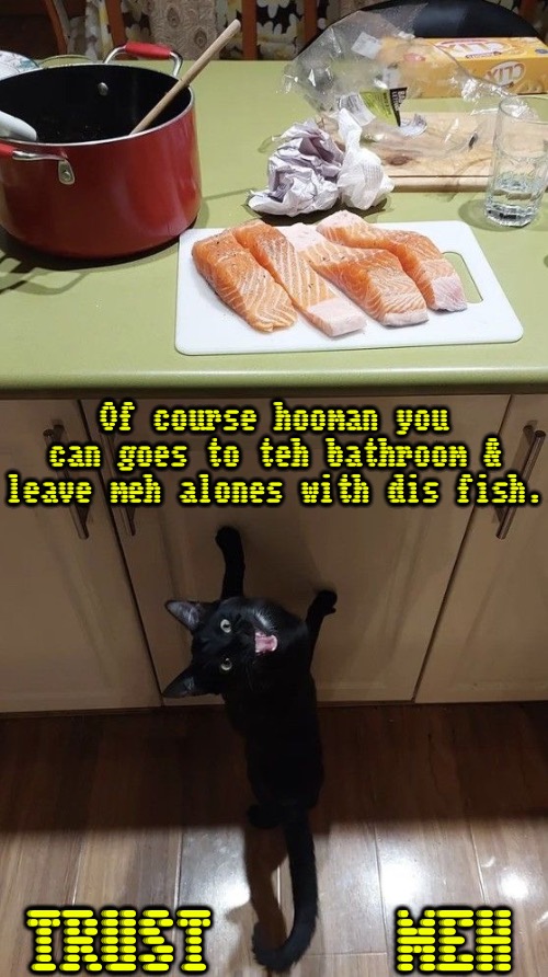 Trust Meh | Of course hooman you can goes to teh bathroom & leave meh alones with dis fish. TRUST; MEH | image tagged in cats,funny cats,crazy cat,trust me,food,fish | made w/ Imgflip meme maker