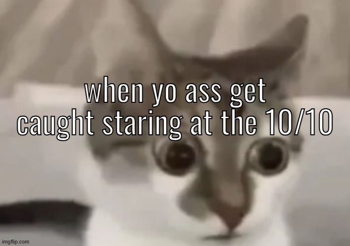 the floor is quite interesting | when yo ass get caught staring at the 10/10 | image tagged in bombastic side eye cat | made w/ Imgflip meme maker