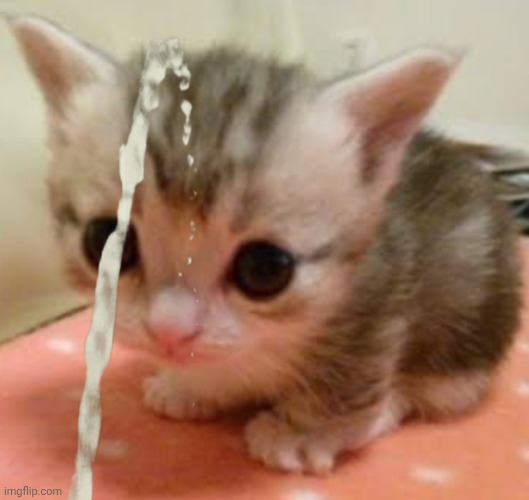 Dumbass cat | image tagged in lil guy | made w/ Imgflip meme maker