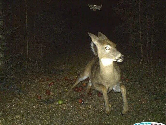 Deer vs Flying Squirrel Blank Meme Template